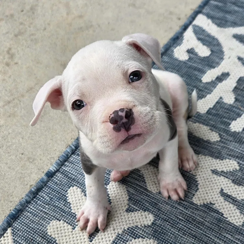A baby medium-sized male Gray / Blue / Silver Pit Bull Terrier dog named Pua for adoption in Columbia, SC