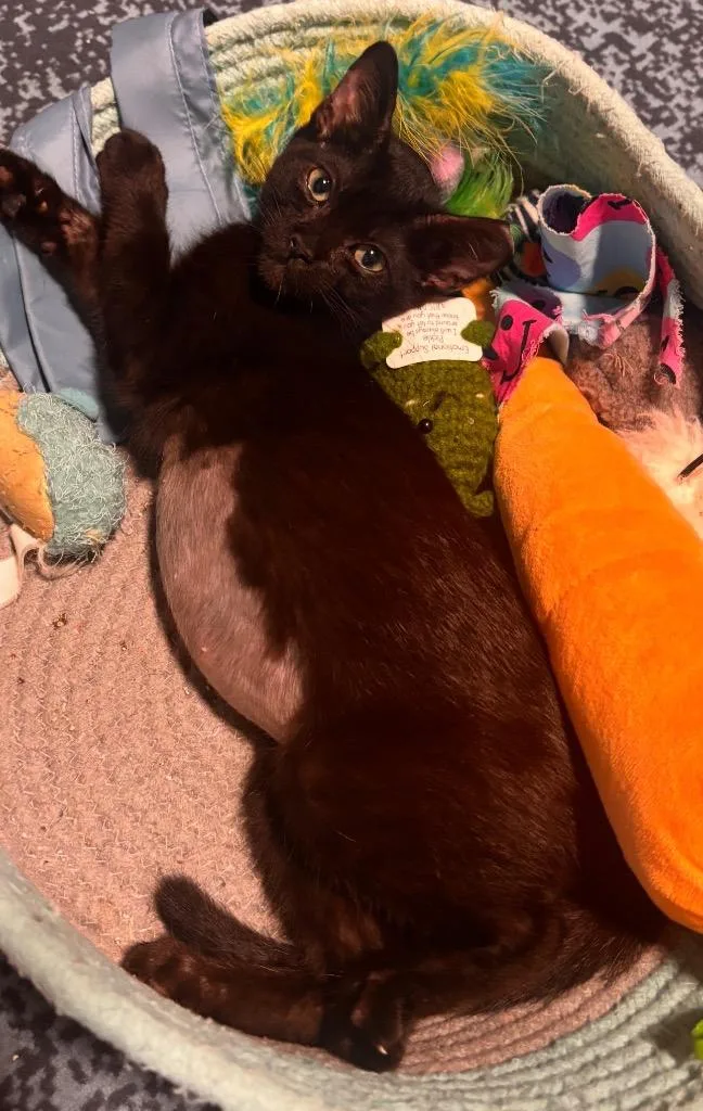 A baby small-sized female Burmese cat named Millie for adoption in San Antonio, TX