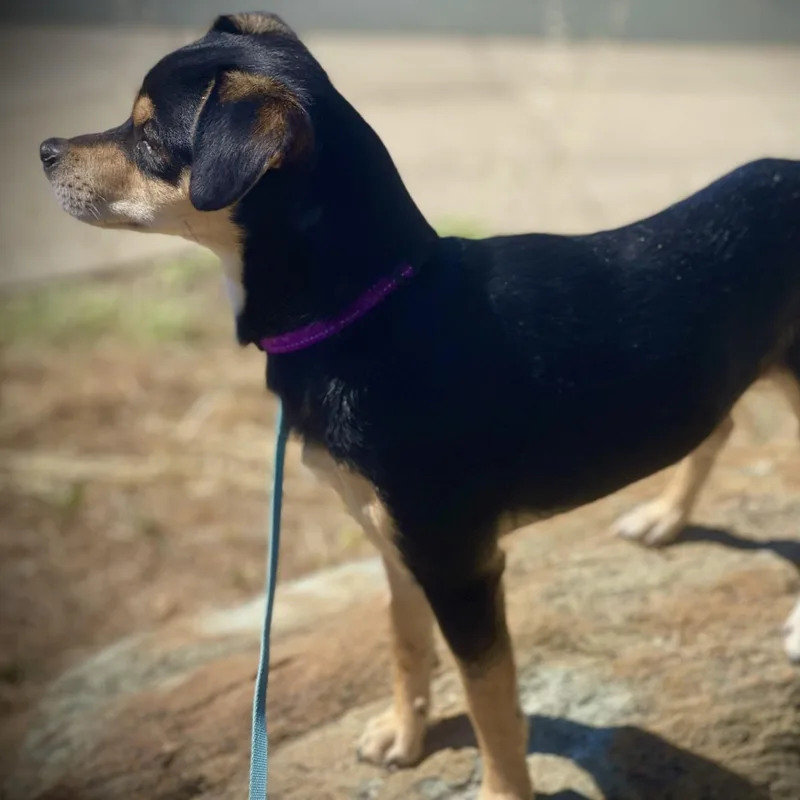 A young small-sized male Toy Fox Terrier dog named Happy for adoption in San Andreas, CA