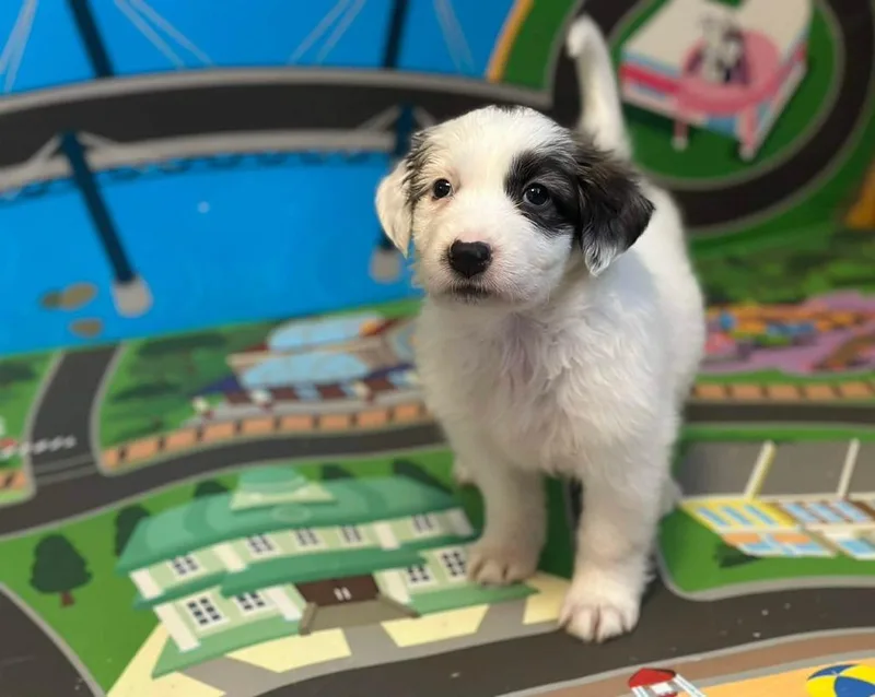 A baby large-sized female Tricolor (Brown, Black, & White) Collie dog named Olive for adoption in Shawnee, OK