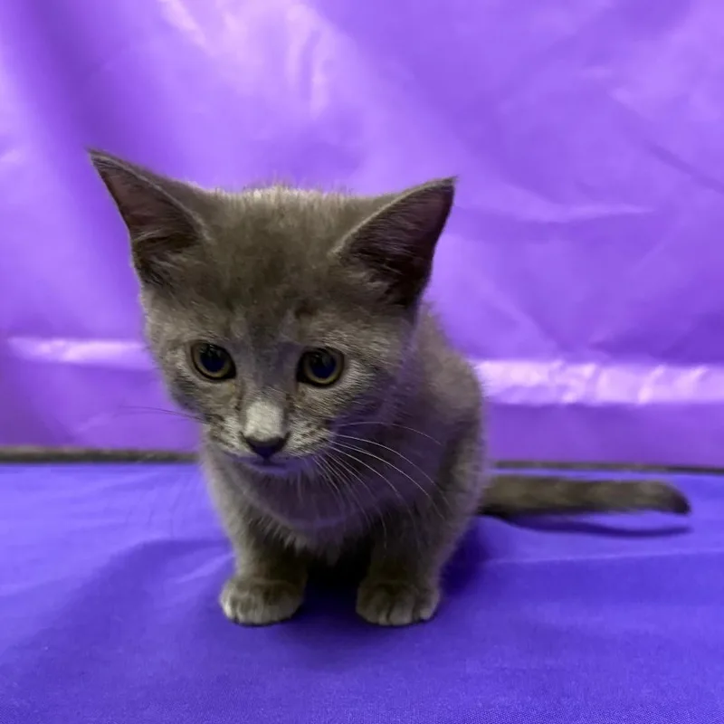 A baby small-sized female Domestic Short Hair cat named Indy for adoption in North Myrtle Beach, SC