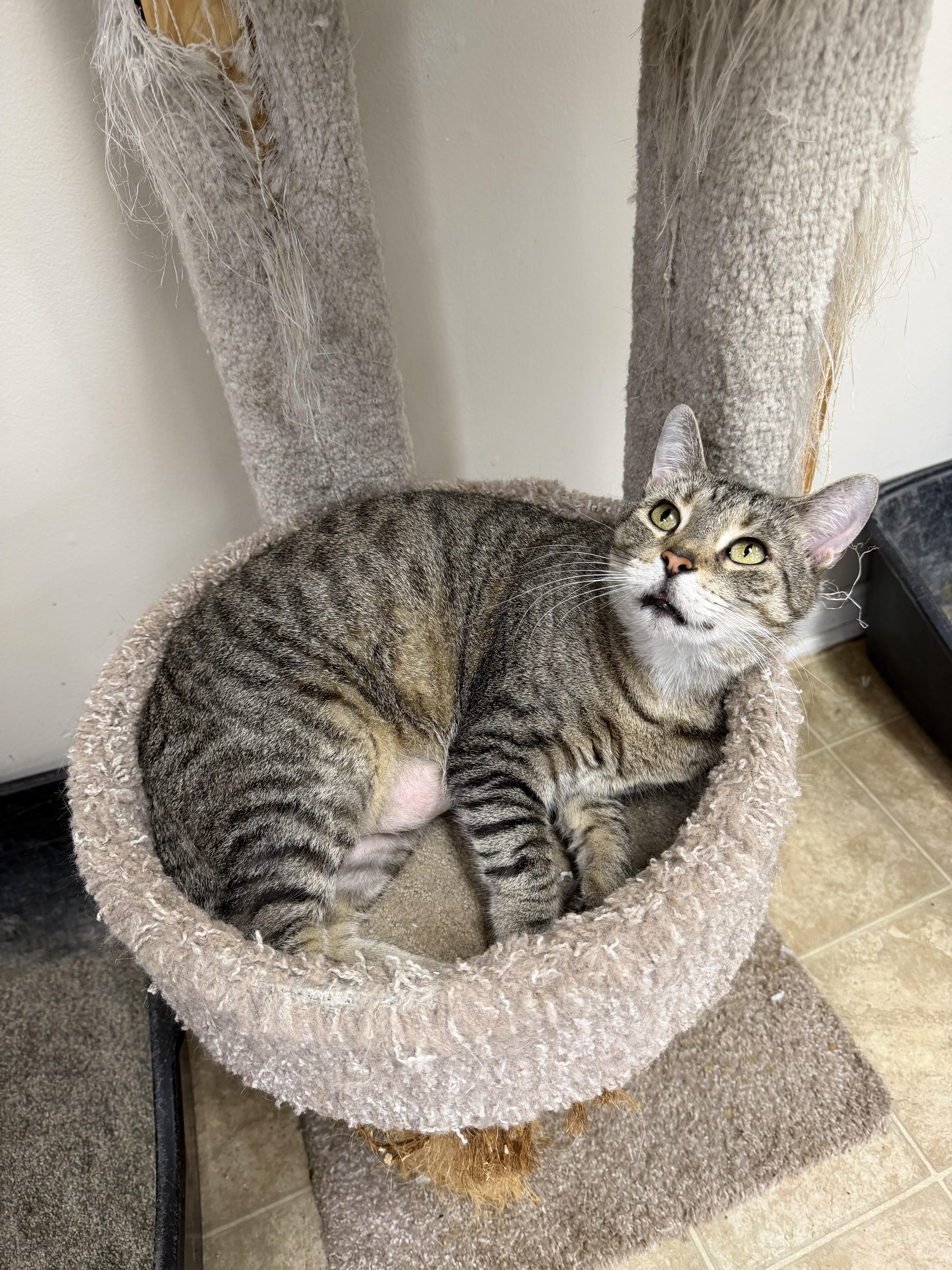 An adult medium-sized male Tabby (Brown / Chocolate) Domestic Short Hair cat named Leo for adoption in Toledo, OH