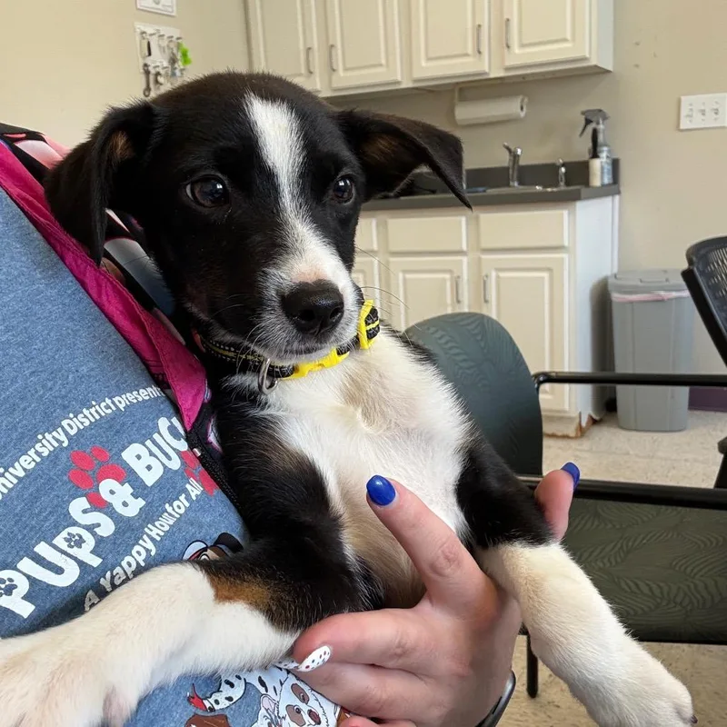 A baby small-sized male Black Border Collie dog named Sam for adoption in Marysville, OH