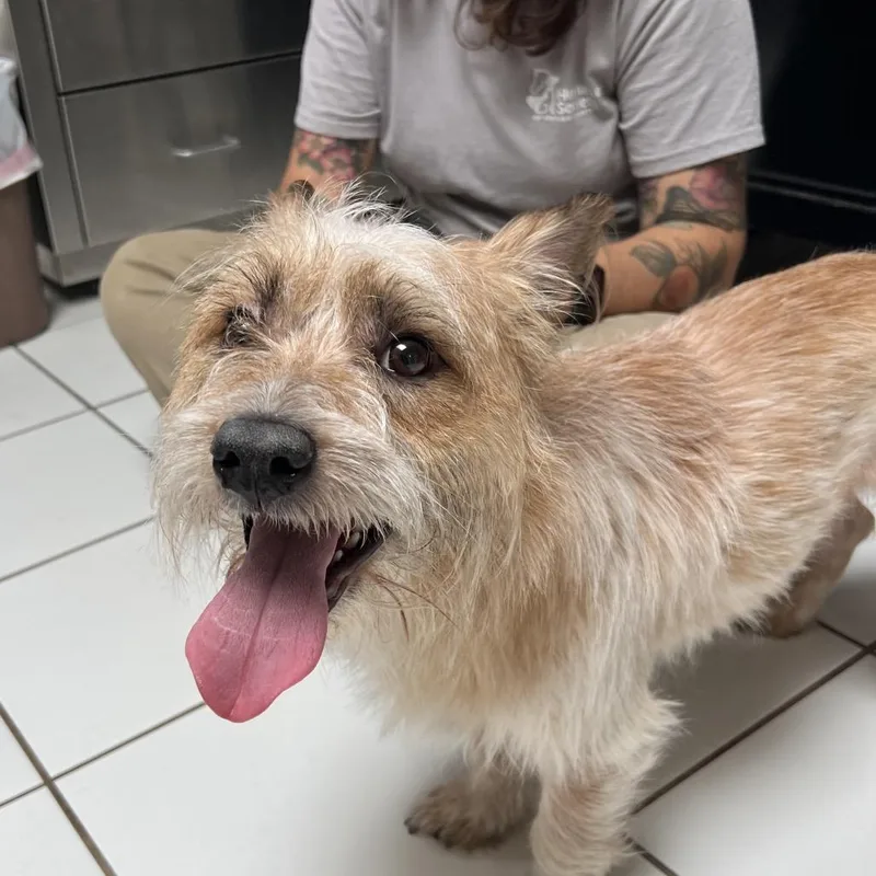 An adult small-sized male White / Cream Cairn Terrier dog named Ozzy for adoption in Ojai, CA