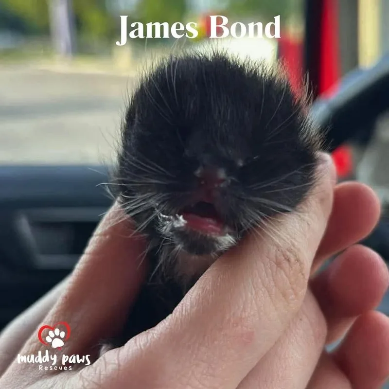 A baby small-sized male Domestic Short Hair cat named Bond James Bond for adoption in Council Bluffs, IA