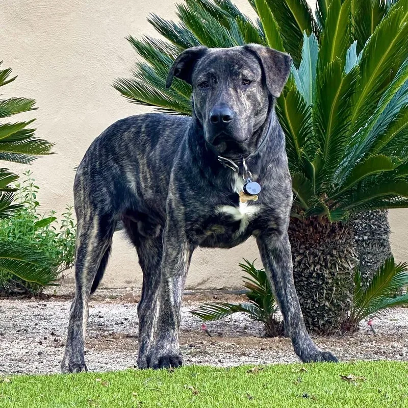 An adult large-sized male Brindle Pit Bull Terrier dog named Luke for adoption in Riverside, CA