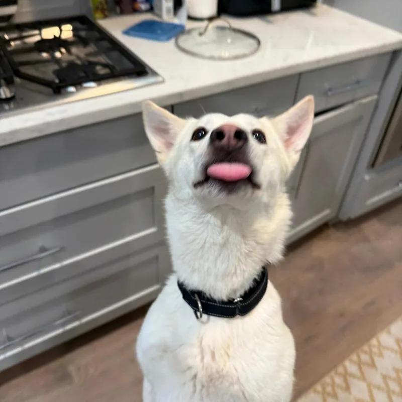 A young medium-sized female White / Cream Husky dog named Missy for adoption in Austin, TX