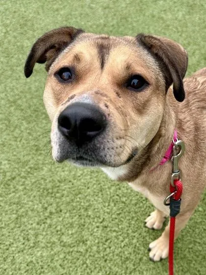 Ferngully thumbnail 2