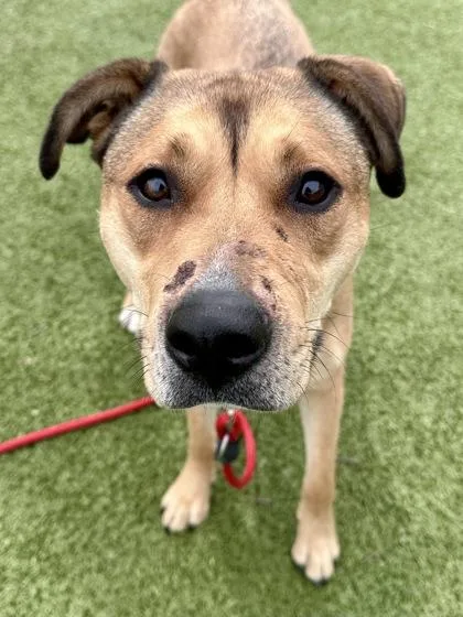 Ferngully thumbnail 3