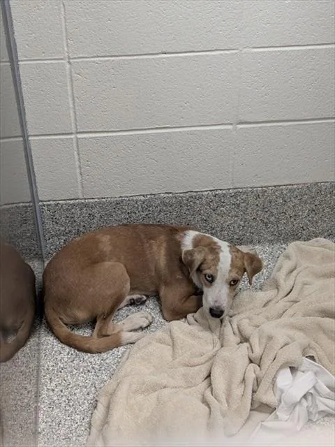 A young small-sized male Labrador Retriever dog named Ollie for adoption in Tucson, AZ