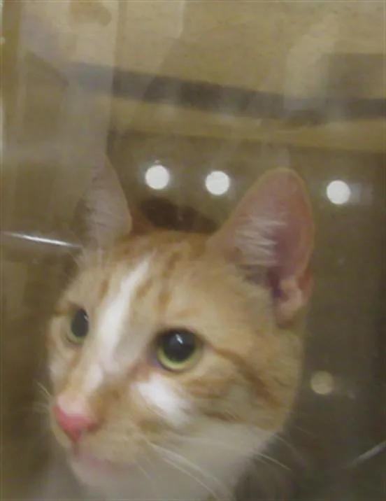A young medium-sized male Domestic Short Hair cat named Steve Purry for adoption in Derwood, MD