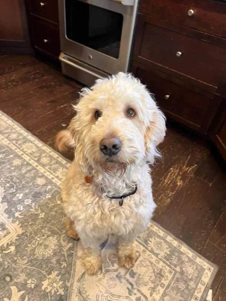 An adult medium-sized male Apricot / Beige Goldendoodle dog named Rex Golden Doodle for adoption in Sammamish, WA