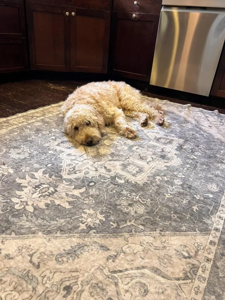 Rex  Golden Doodle thumbnail 2