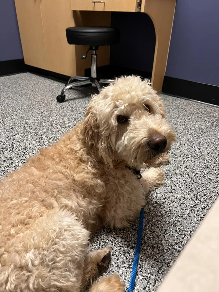 Rex  Golden Doodle thumbnail 3