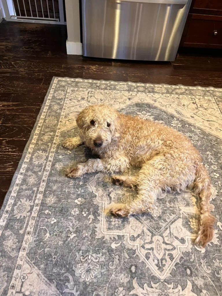 Rex  Golden Doodle thumbnail 4