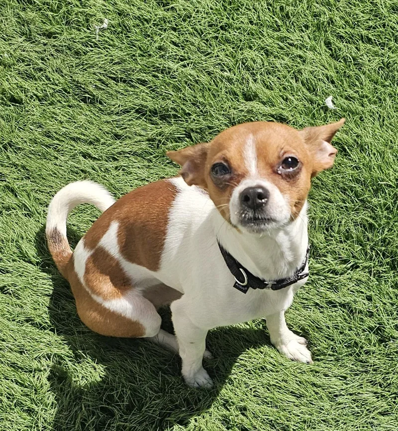 Miko Tiny Heartbreaker thumbnail 2