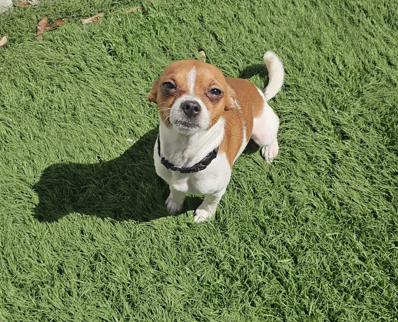 Miko Tiny Heartbreaker thumbnail 3