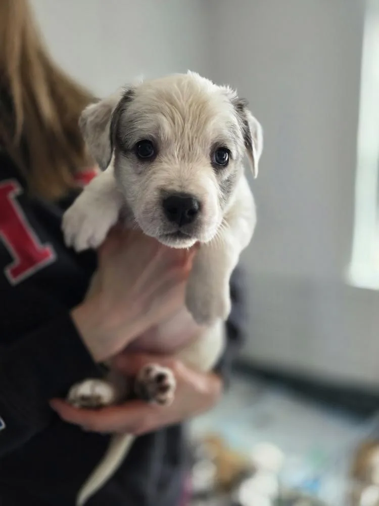 A baby large-sized female Catahoula Leopard Dog dog named Ladybirds : Dulce for adoption in Aurora, IN
