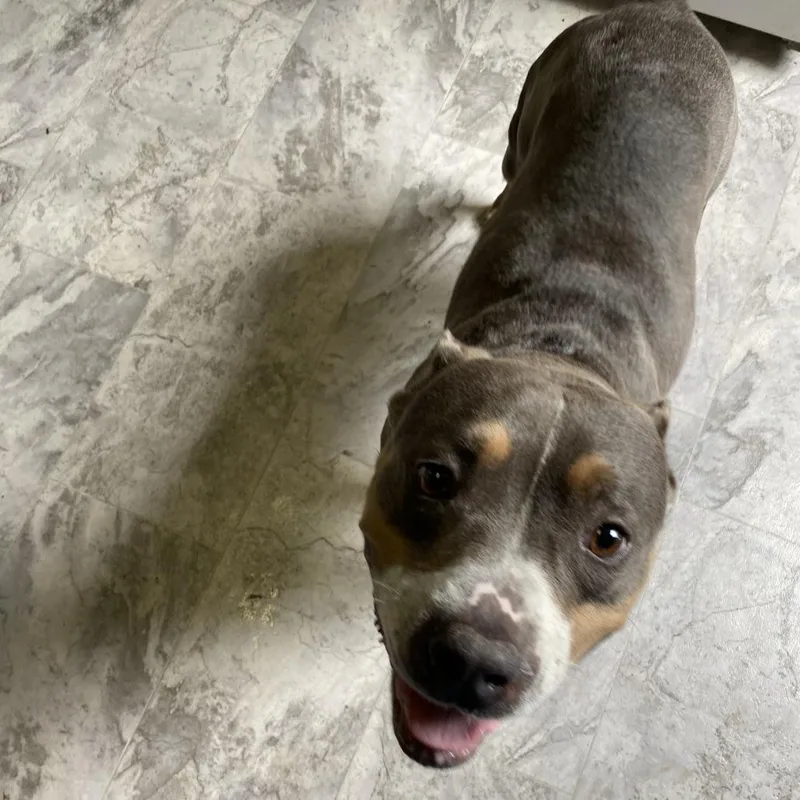 An adult medium-sized female Brown / Chocolate Mixed Breed dog named Luna for adoption in Oak Hill, WV