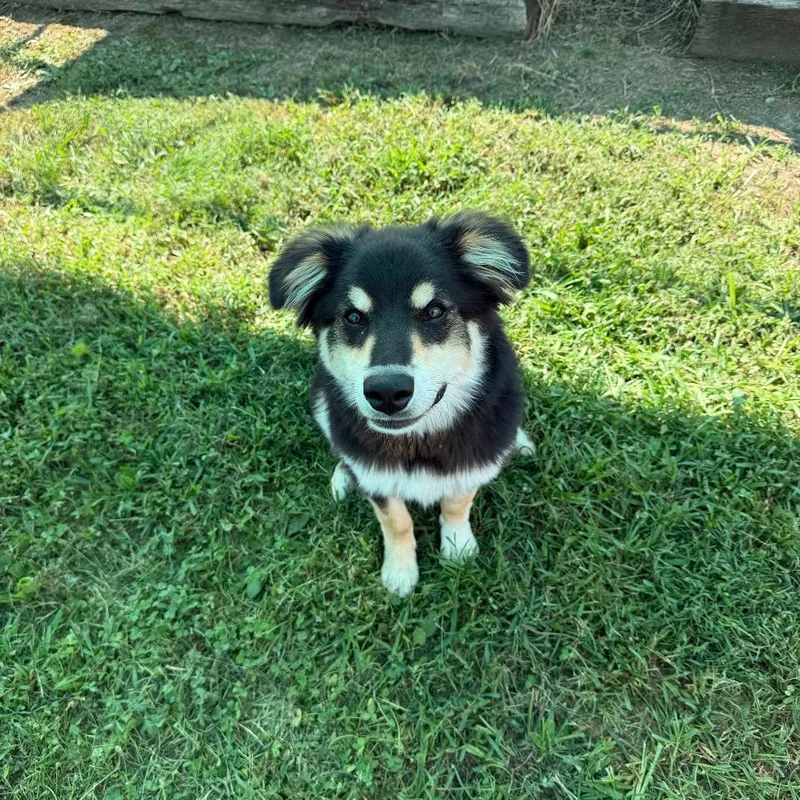 Bruno thumbnail 2