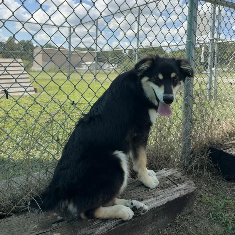 Bruno thumbnail 3