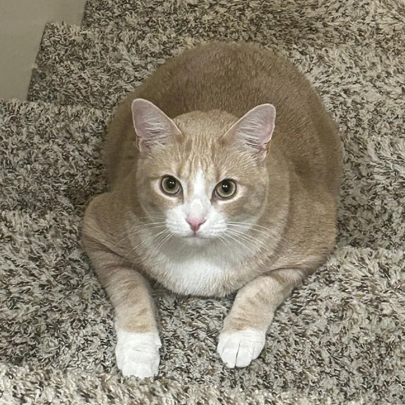 An adult small-sized male Tortoiseshell American Shorthair cat named Oliver And Mj for adoption in Oceanside, CA