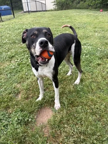 An adult large-sized male White / Cream Terrier dog named Jack for adoption in Springfield, MO