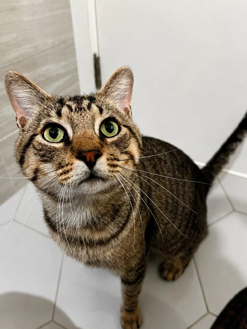 An adult medium-sized male Domestic Short Hair cat named Teddy Years for adoption in Sterling, MA