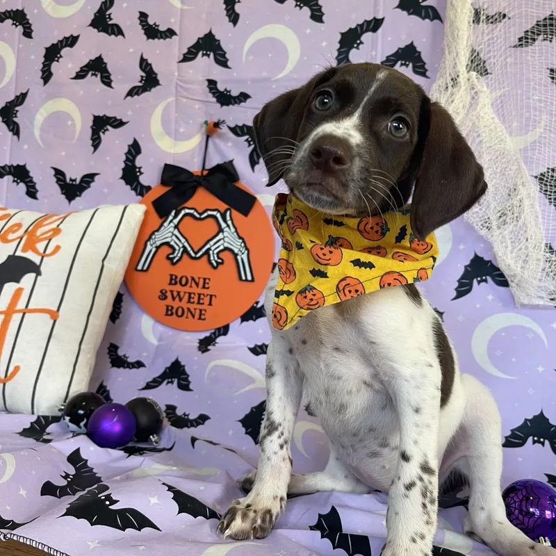A baby medium-sized female German Shorthaired Pointer dog named Brooklyn for adoption in Sebring, FL