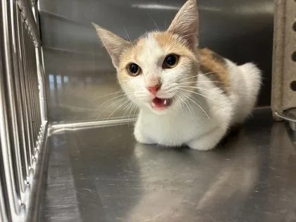 An adult medium-sized female Domestic Short Hair cat named Poutine for adoption in Lafayette, IN
