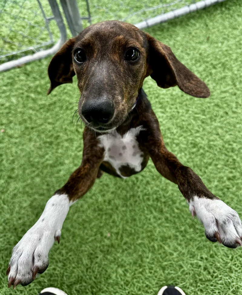 A baby medium-sized female Mixed Breed dog named Abby HERE IN NH for adoption in Northwood, NH