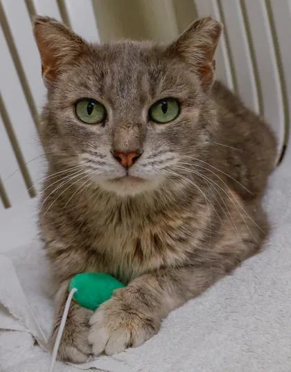 A young medium-sized female Domestic Short Hair cat named Asher for adoption in Baraboo, WI