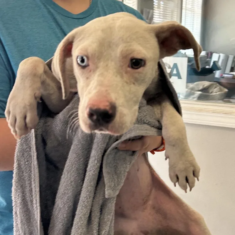 A young medium-sized female White / Cream Pit Bull Terrier dog named Lydia for adoption in Starkville, MS