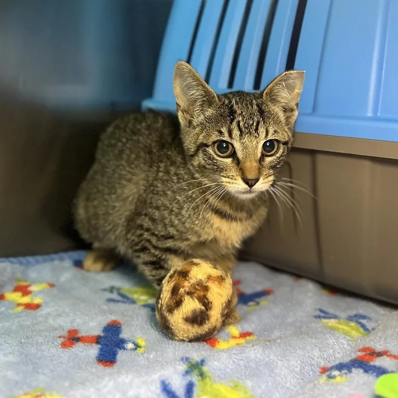 A baby small-sized female Brown / Chocolate Domestic Short Hair cat named ParLei for adoption in Matteson, IL