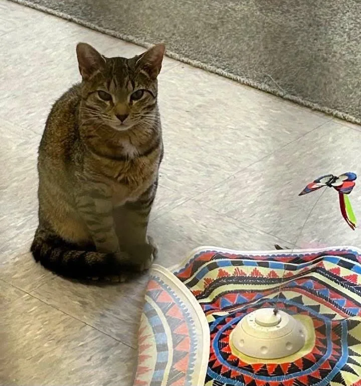 A young small-sized female Domestic Short Hair cat named W Small Fry for adoption in Southbury, CT