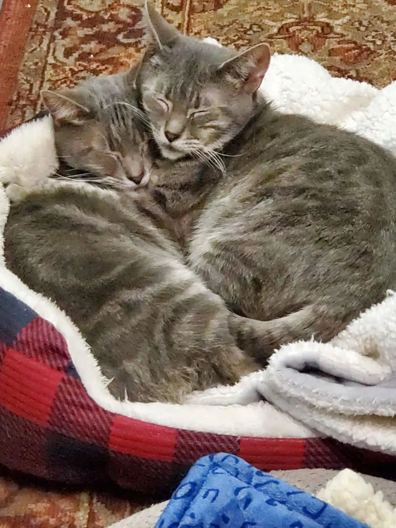 An adult medium-sized female Domestic Short Hair cat named Dante Bonded with for adoption in Camden, TN