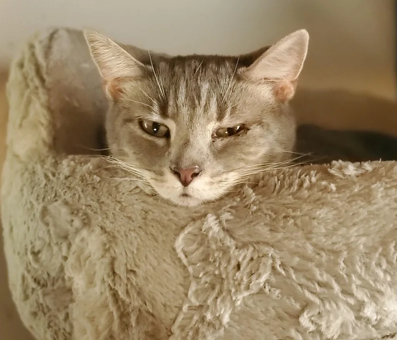 Dante  Bonded with thumbnail 2