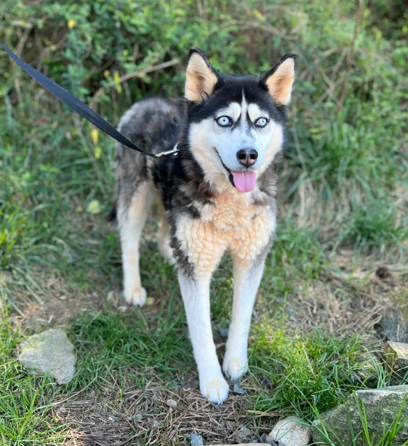 An adult medium-sized female Husky dog named Hope for adoption in Ellijay, GA