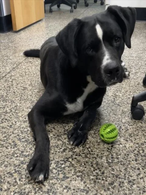 An adult large-sized male Pit Bull Terrier dog named Vern for adoption in Tracy, CA