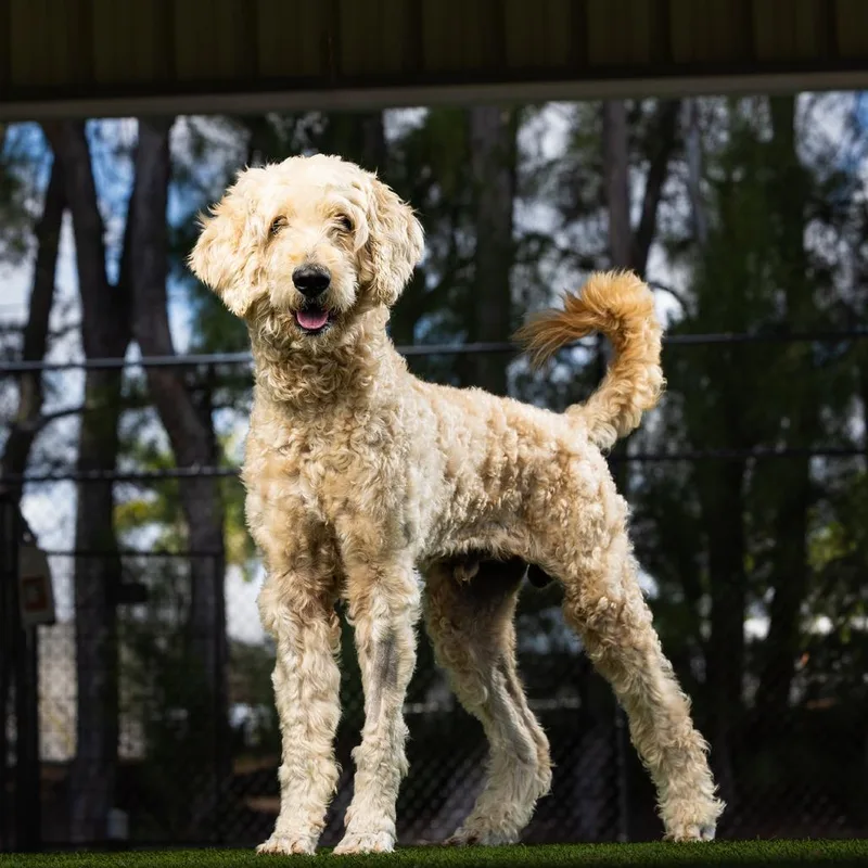 An adult medium-sized male White / Cream Poodle dog named Bentley for adoption in Jupiter, FL