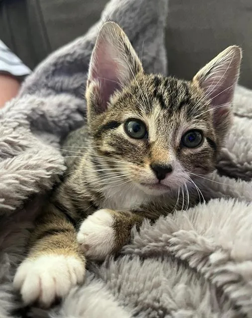 A baby small-sized female Domestic Short Hair cat named Bastet for adoption in Chula Vista, CA