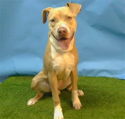 A young medium-sized male Pit Bull Terrier dog named Nico for adoption in Gardena, CA