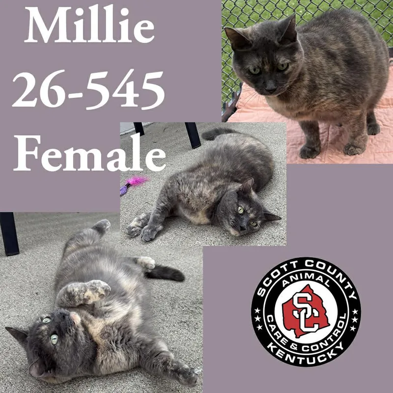 An adult small-sized female Domestic Short Hair cat named Millie for adoption in Georgetown, KY