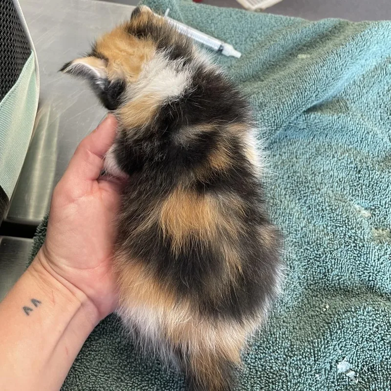 A baby small-sized female Calico Domestic Short Hair cat named Columbia for adoption in Edwardsville, IL