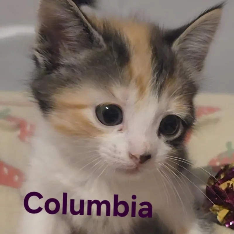 Columbia thumbnail 3