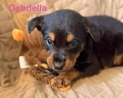 Gabriella