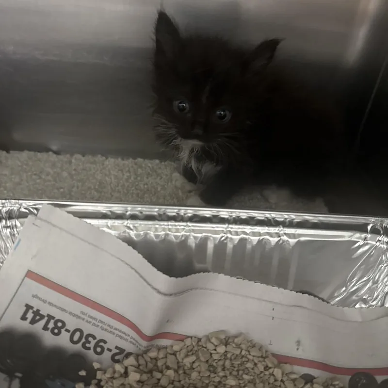 A baby small-sized female Black Domestic Long Hair cat named Pixie for adoption in Henderson, NV