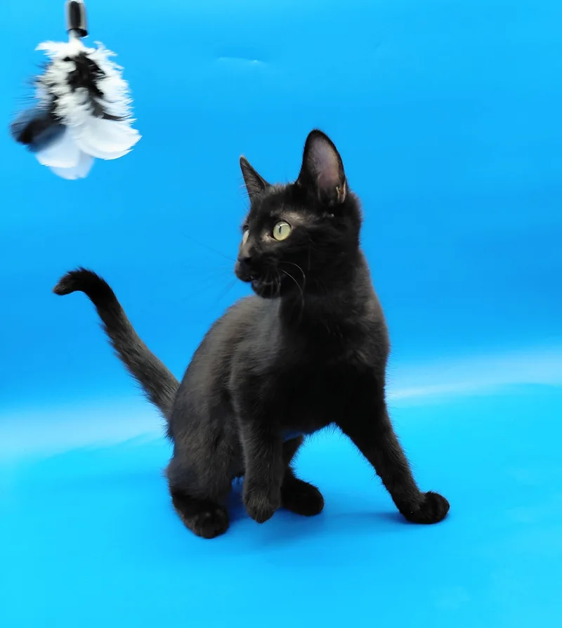 A baby medium-sized female Black Domestic Short Hair cat named Lipton for adoption in Springfield, MO