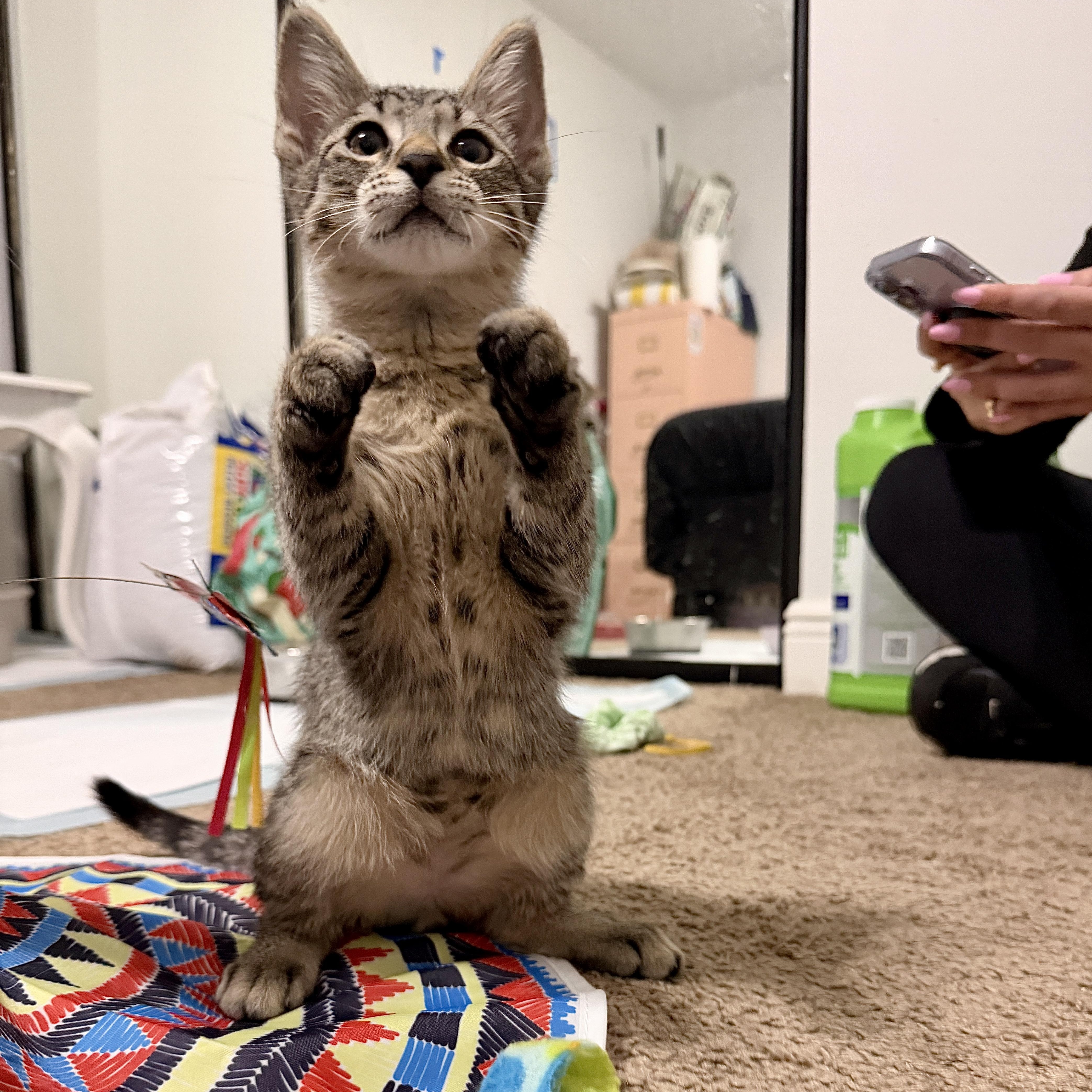 A baby medium-sized female Tabby (Buff / Tan / Fawn) Domestic Short Hair cat named Milo for adoption in Boca Raton, FL