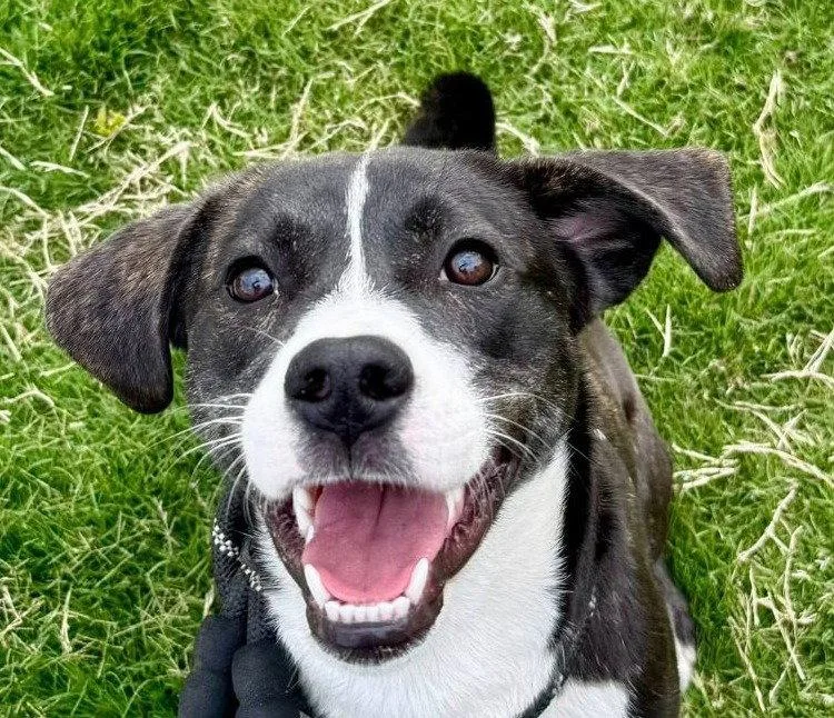 A young medium-sized female Terrier dog named Hype for adoption in Bloomfield, CT